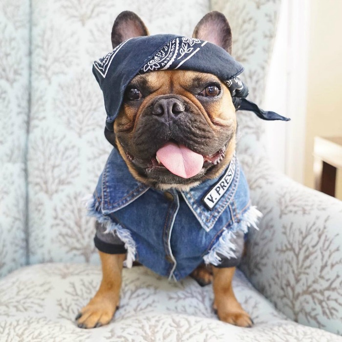 chibsthefrenchie-doghero