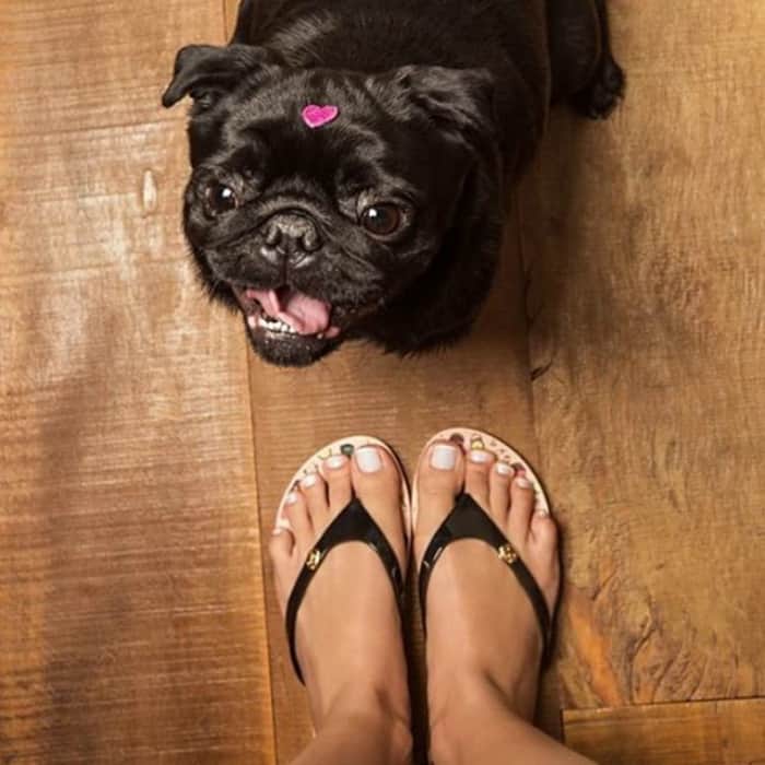 Pug Vilma Teresa