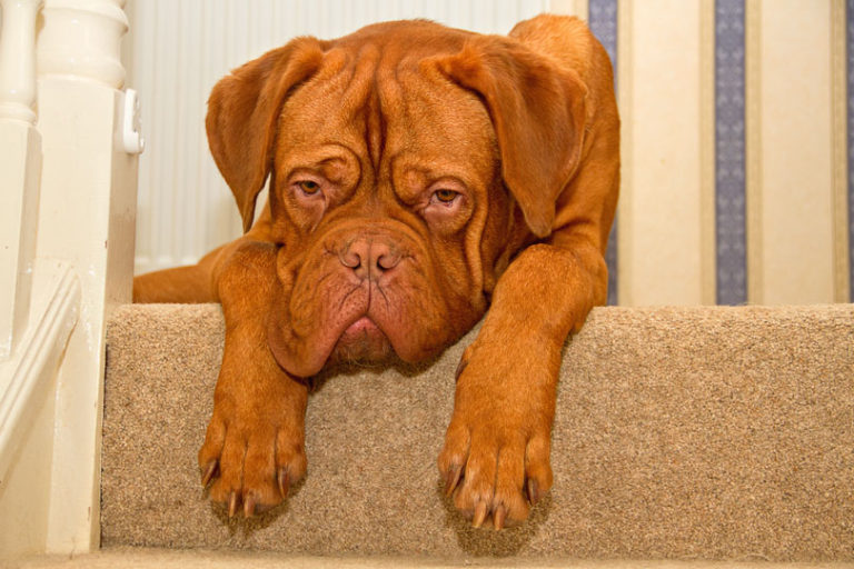 Dogue de bordéus, ou mastiff francês, é um cachorro muito expressivo. na foto, parece estar triste.