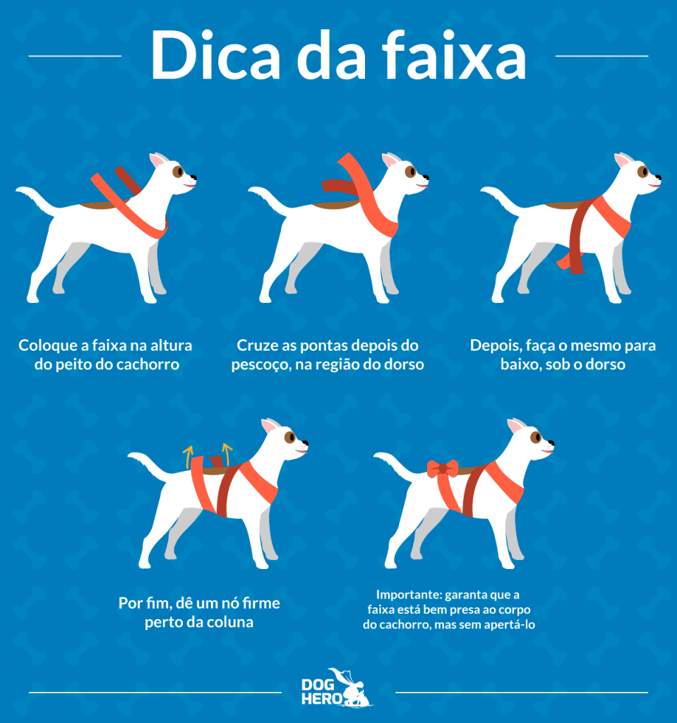 Faixa para cachorro com medo de fogos passo a passo