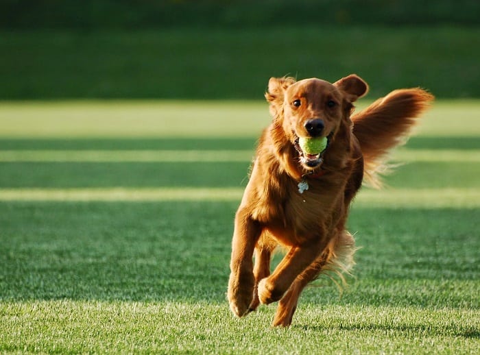 brincadeiras para cachorro correndo