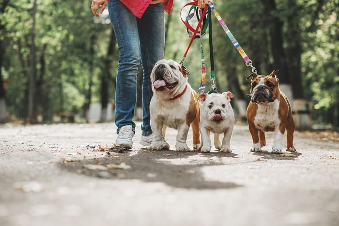 brincadeiras para cachorro passeando