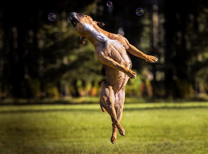 cachorro brincando com bolinha de sabão