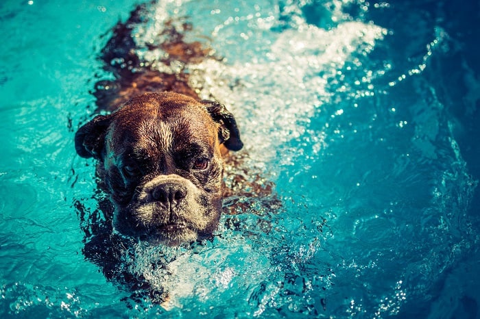 cachorro fazendo natação