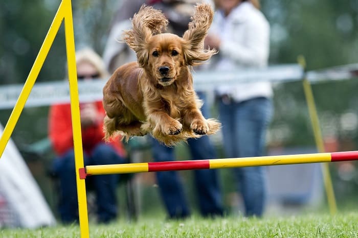 cachorro praticando agility