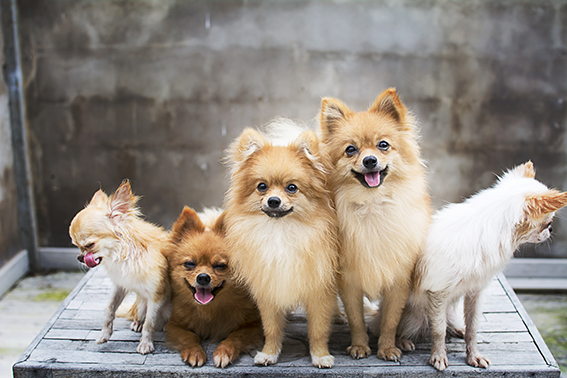 Nomes de cachorro fêmea: os mais populares do Brasil