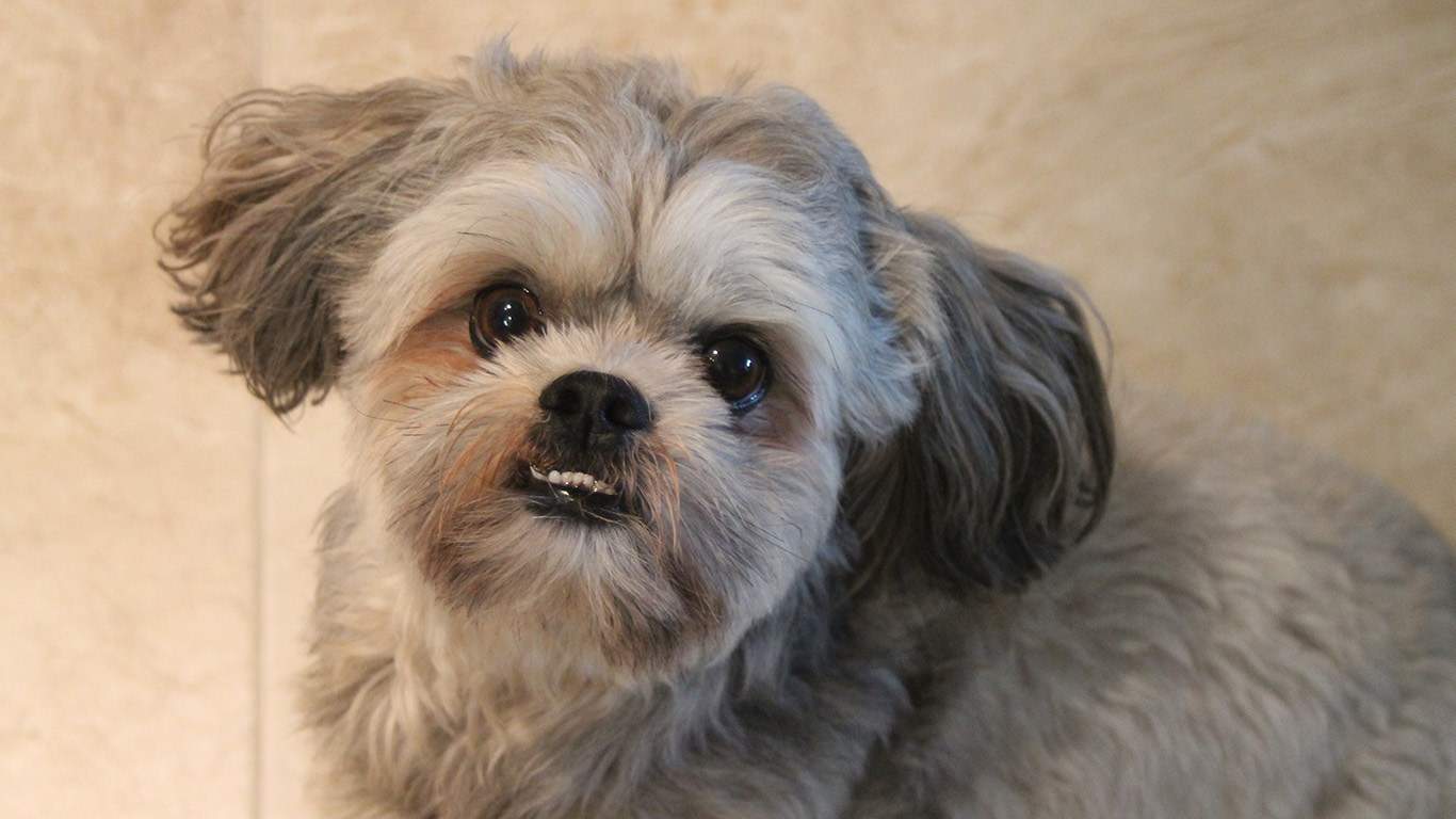 cachorro-shih-tzu-2