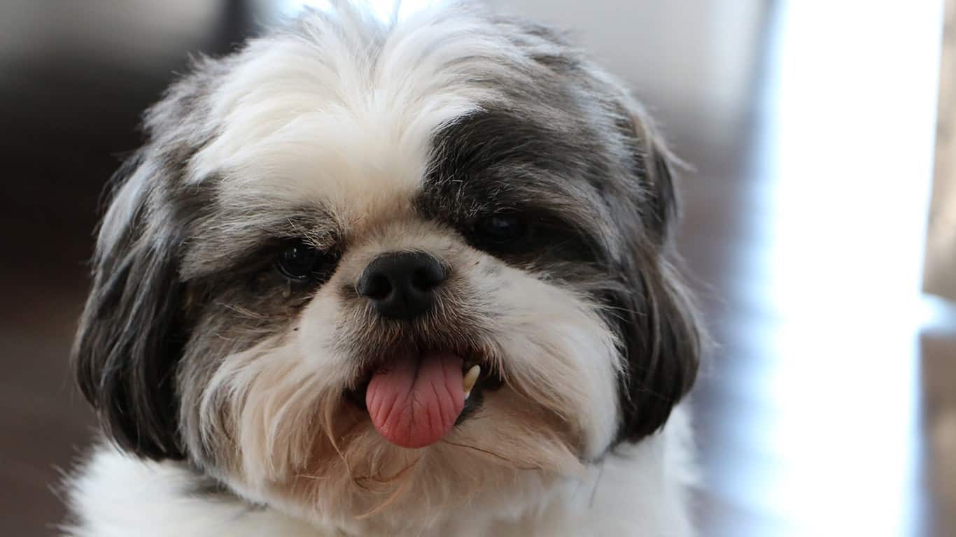 raça de cachorro shih tzu