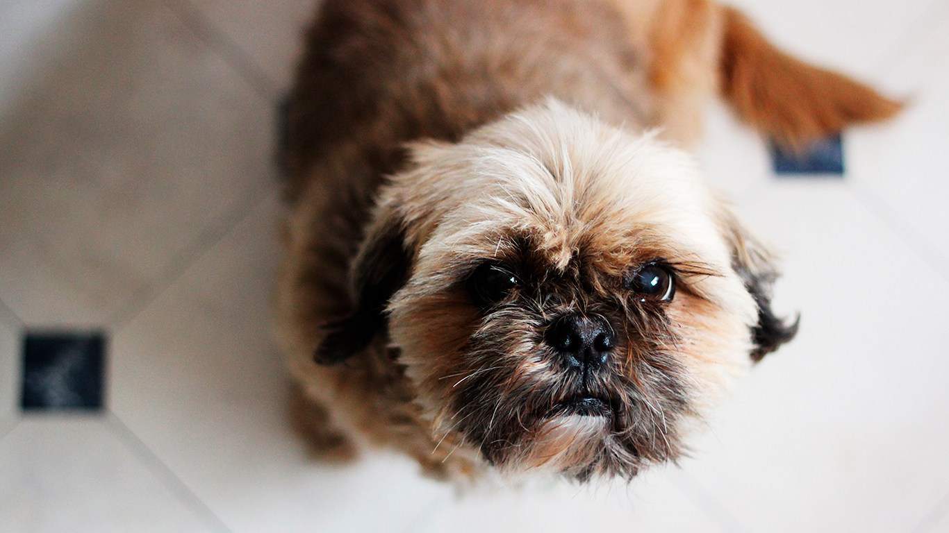 cachorro-shih-tzu-5