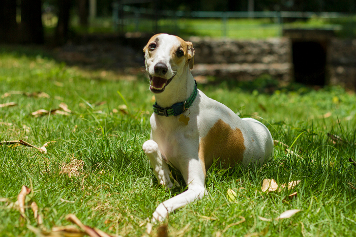 Dicas para tirar fotos de cachorro