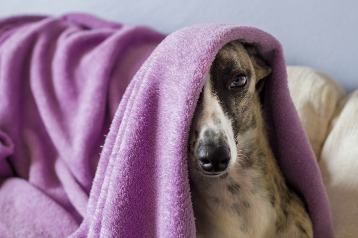 Dicas para tirar fotos de cachorro