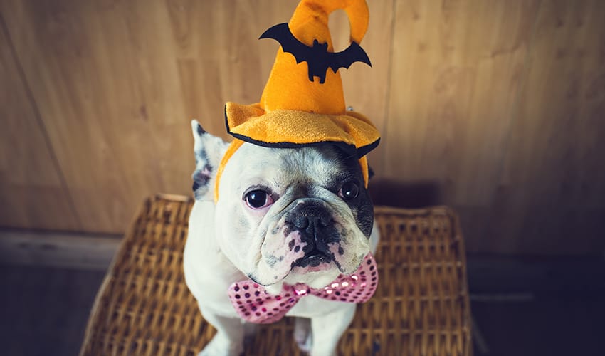 fantasia de cachorro halloween