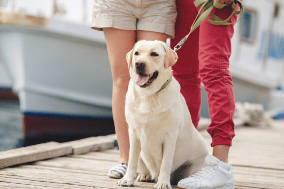 Coleira para cachorro