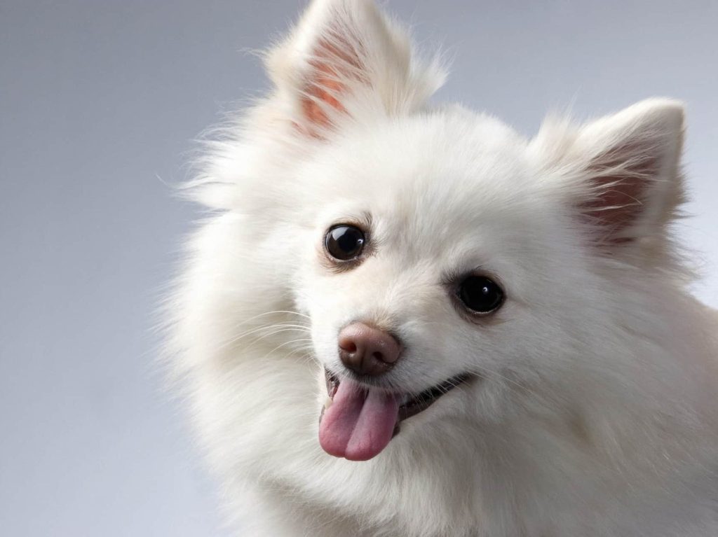 raças de cachorro pequeno lulu da pomerania