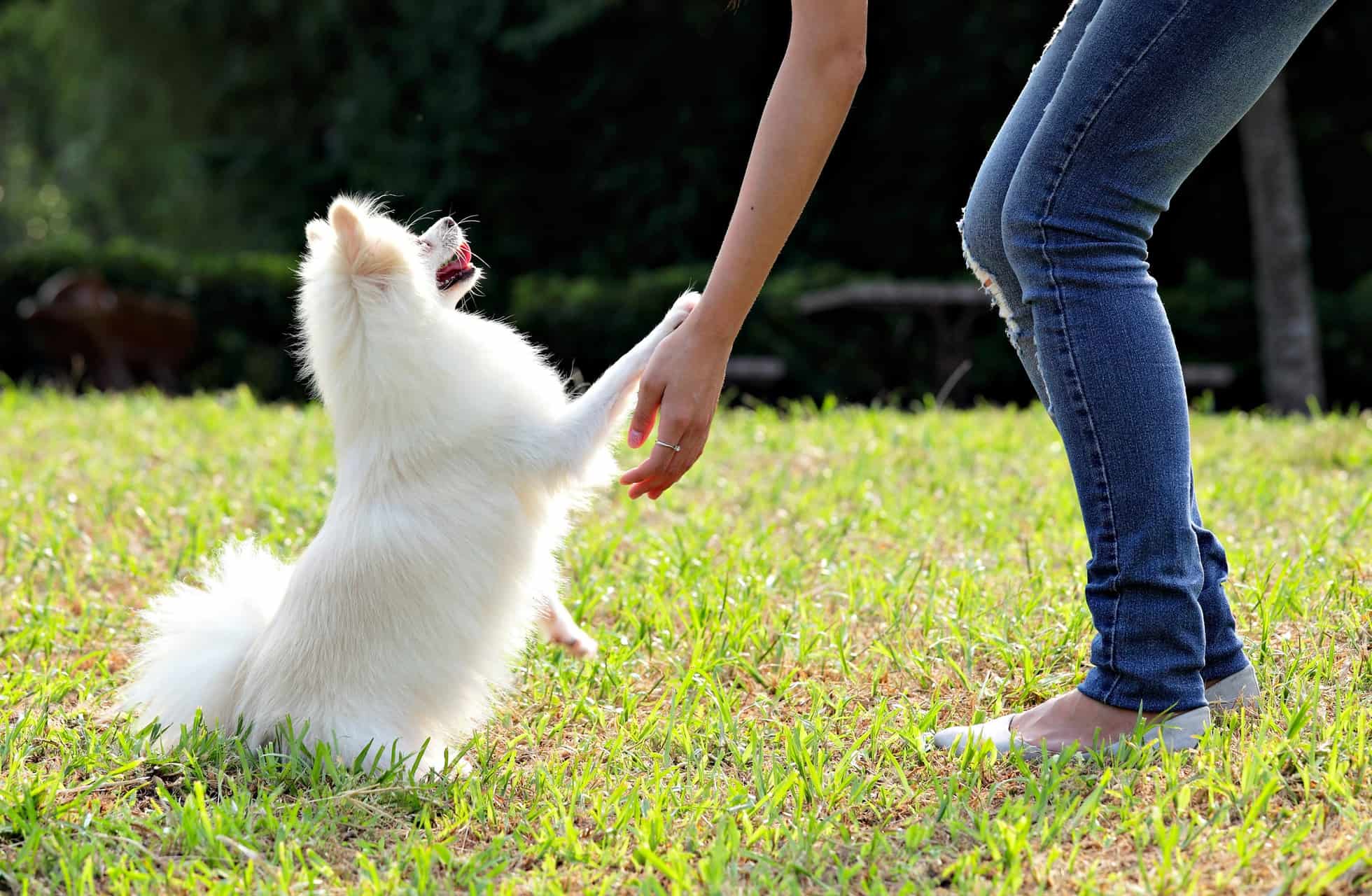 cachorro-lulu-da-pomerania-3