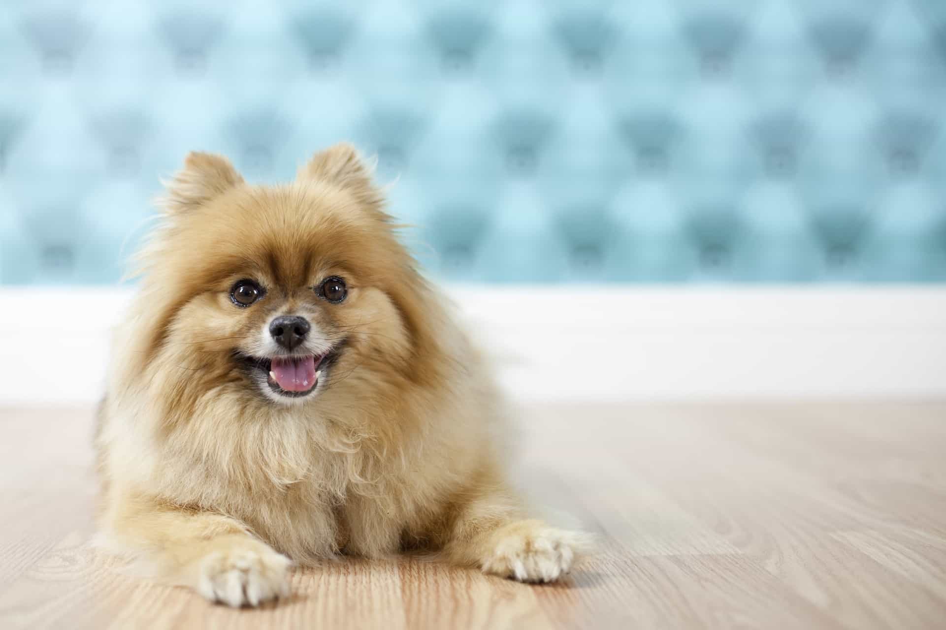 cachorro-lulu-da-pomerania-4