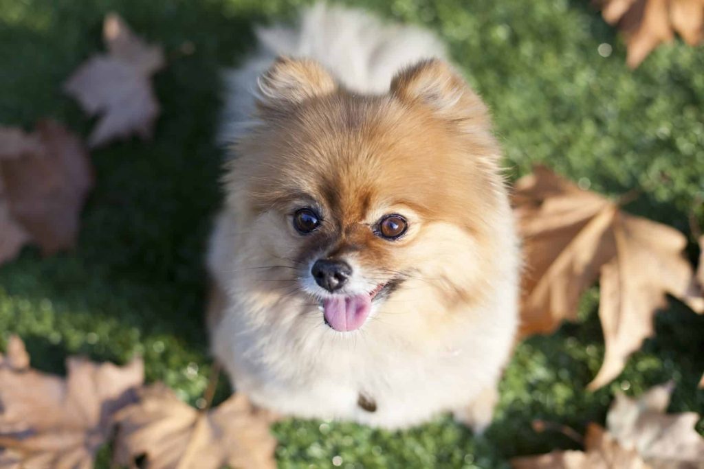 lulu da pomerania