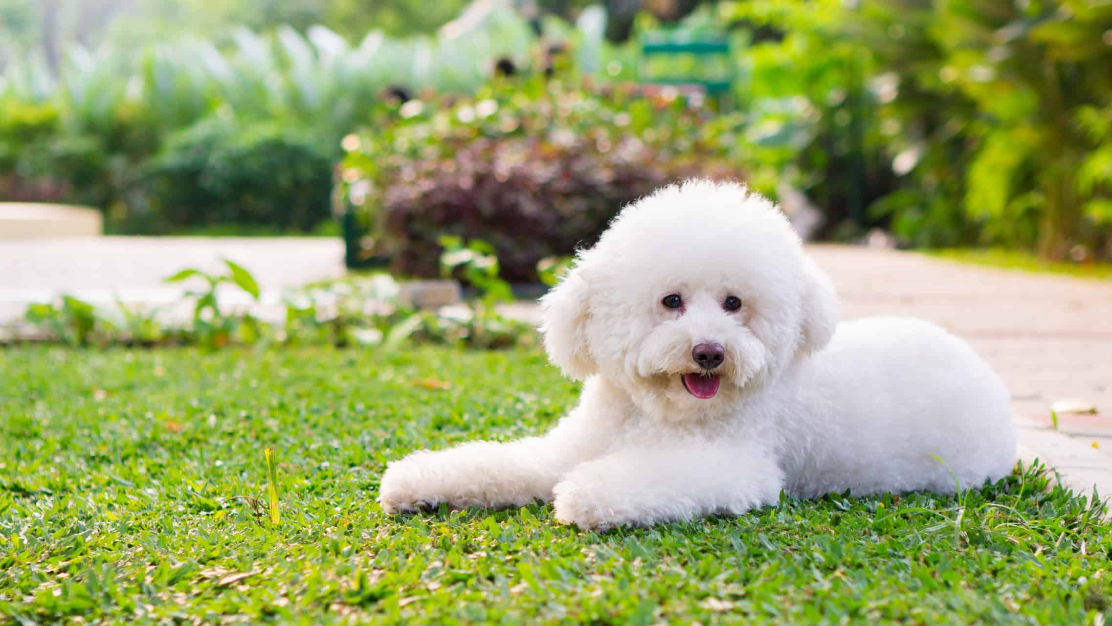 cachorro-poodle-6