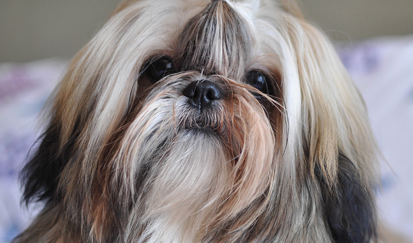 cachorro-lhasa-apso-3