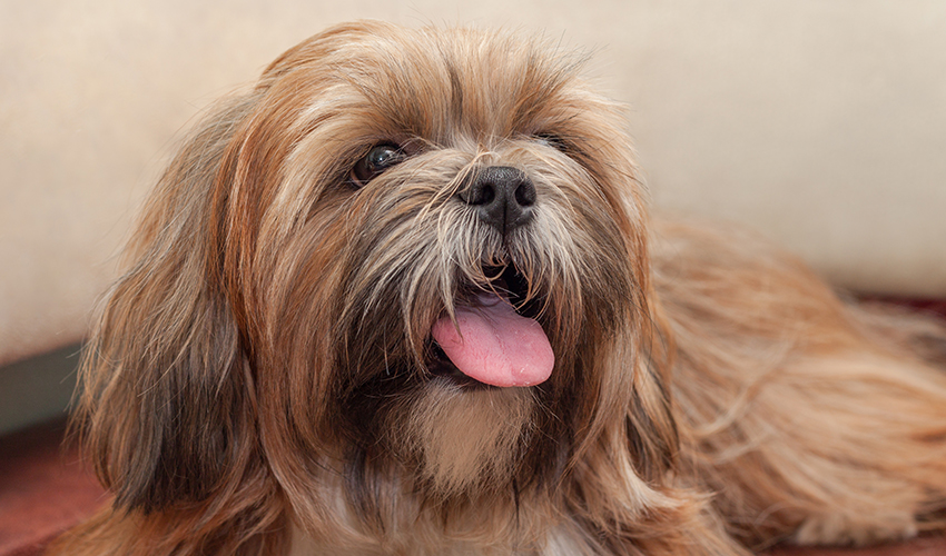 cachorro-lhasa-apso-1