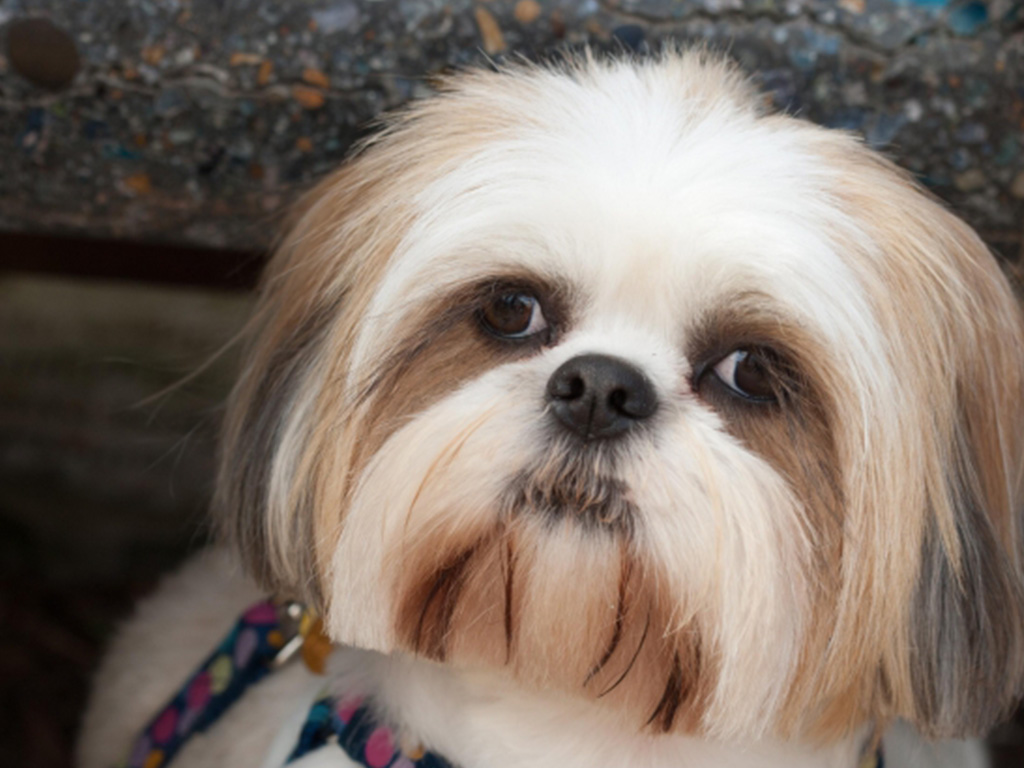 cachorro-lhasa-apso-6