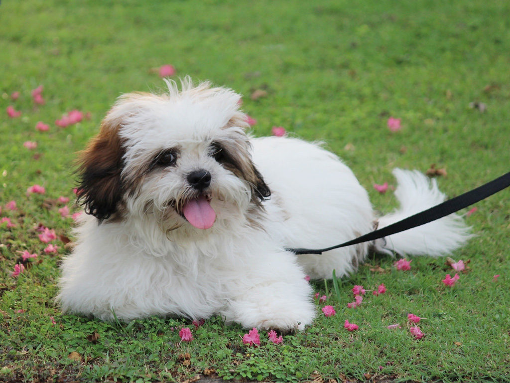 lhasa apso cores