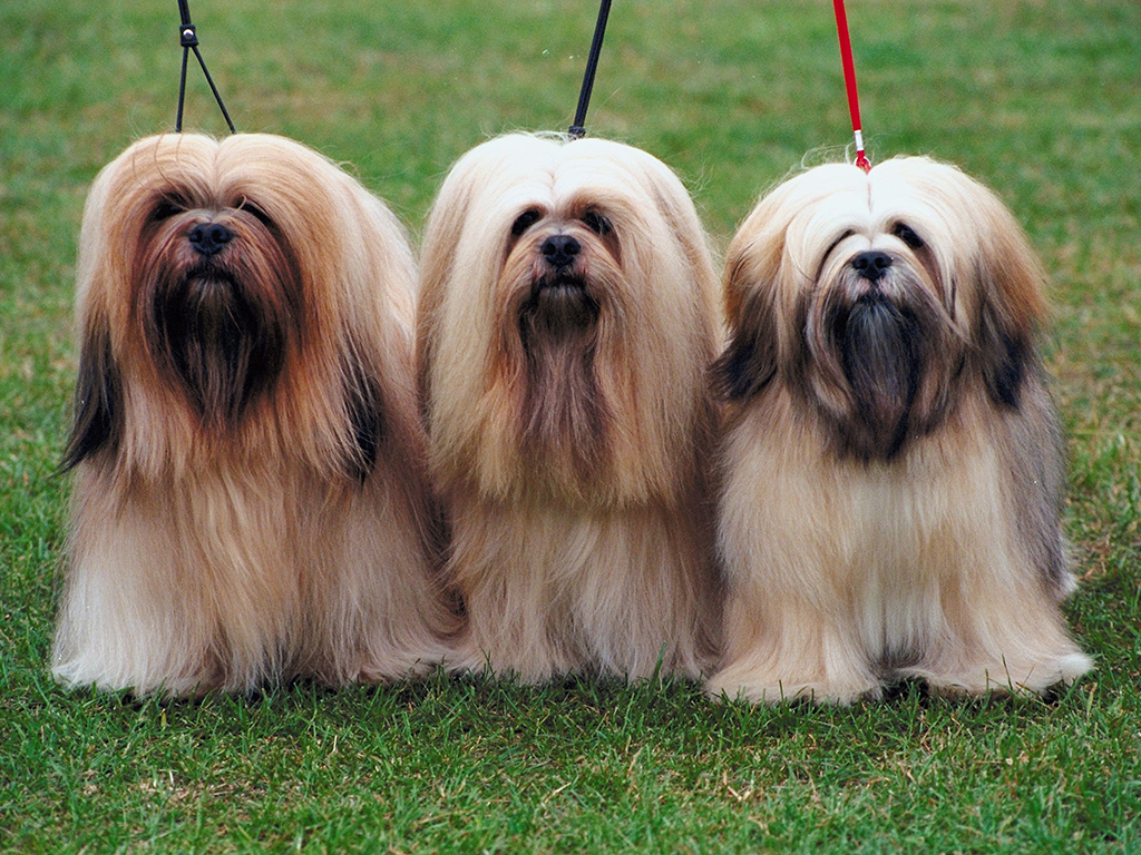 cores-lhasa-apso-1