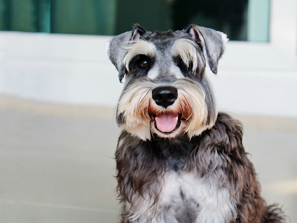 schnauzer