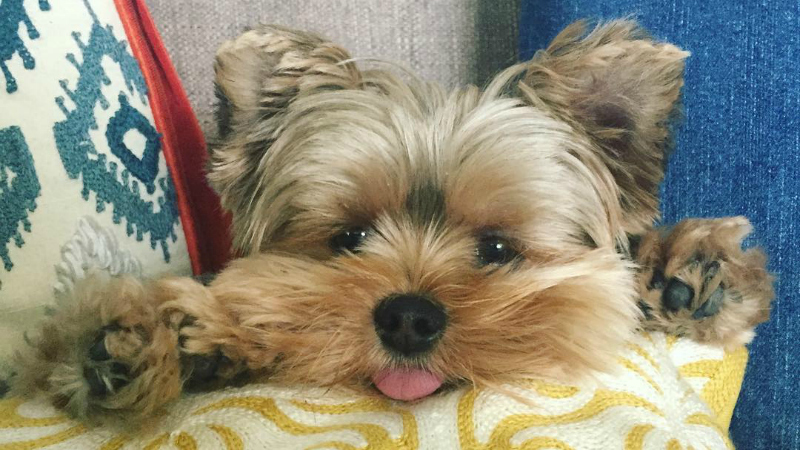 Yorkies mais fofos do Instagram