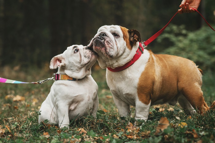 cachorro brigando bulldog francês