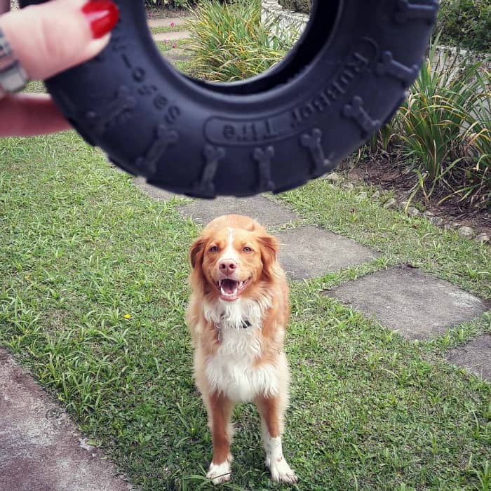 Toddy - @toddy_olhosazuis - Vira-latas: os 15 melhores perfis - Blog DogHero