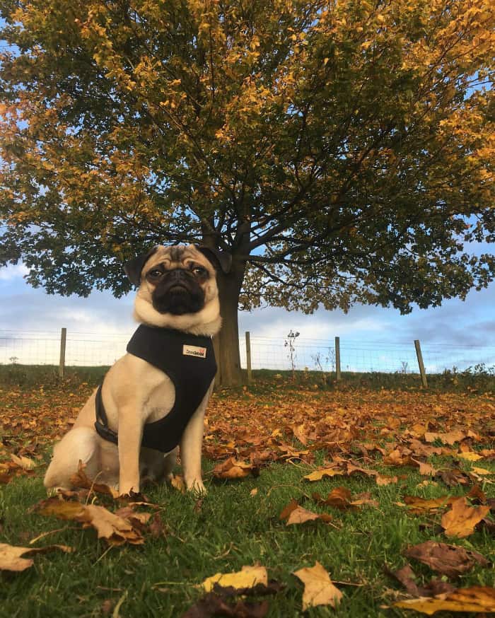 Pug Archie