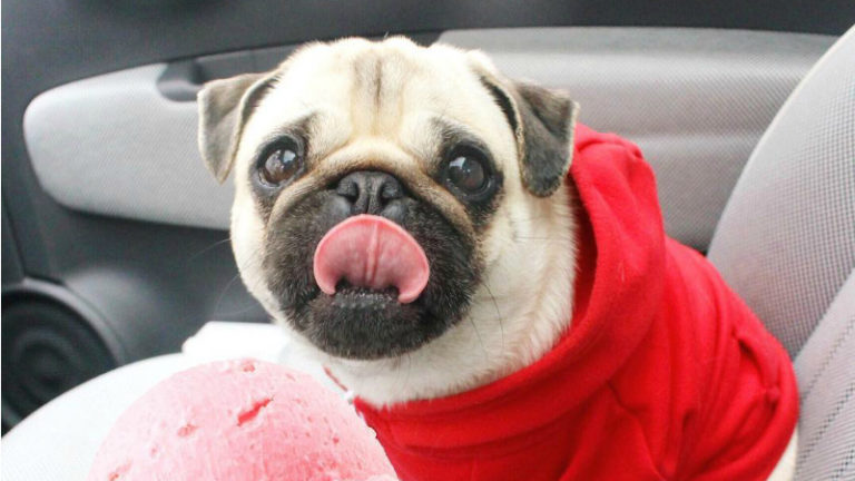 Pugs fofos do Instagram