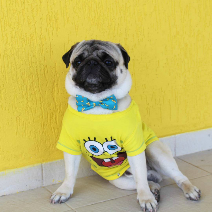 Pug Monstro