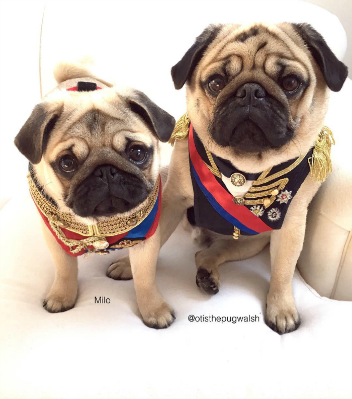 Pug Milo e Otis