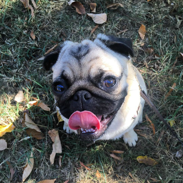 Pug Penelope