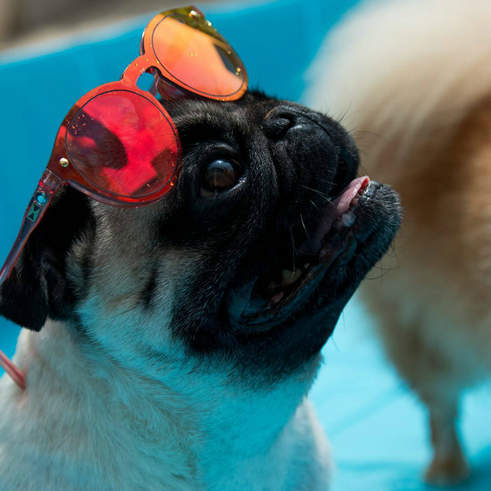 Pug Lord Vader