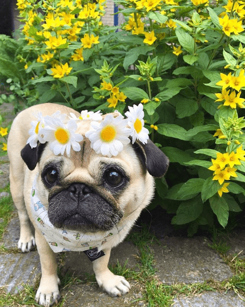 Pug Loulou