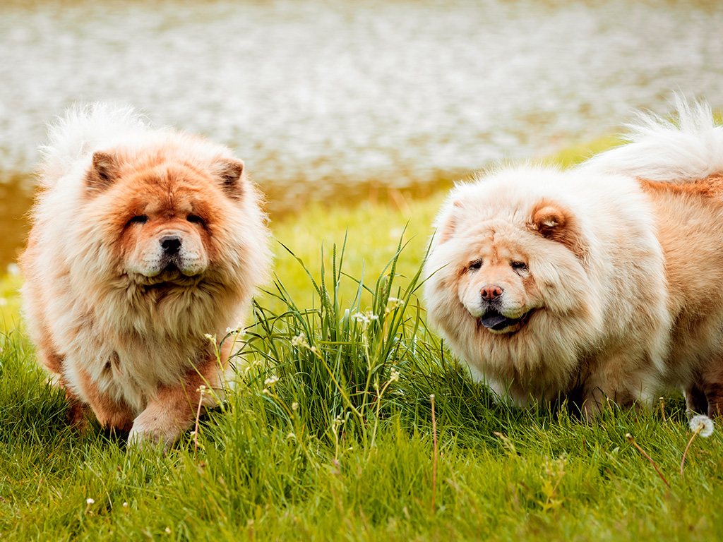 cachorro-chow-chow-1