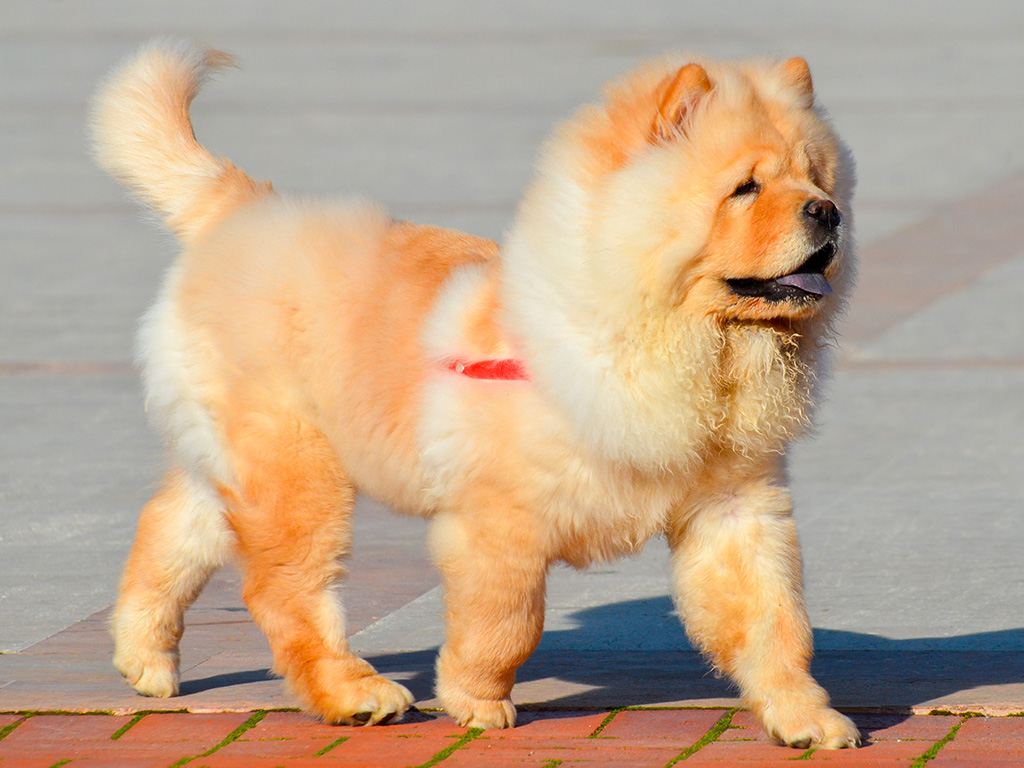 cachorro-chow-chow-4