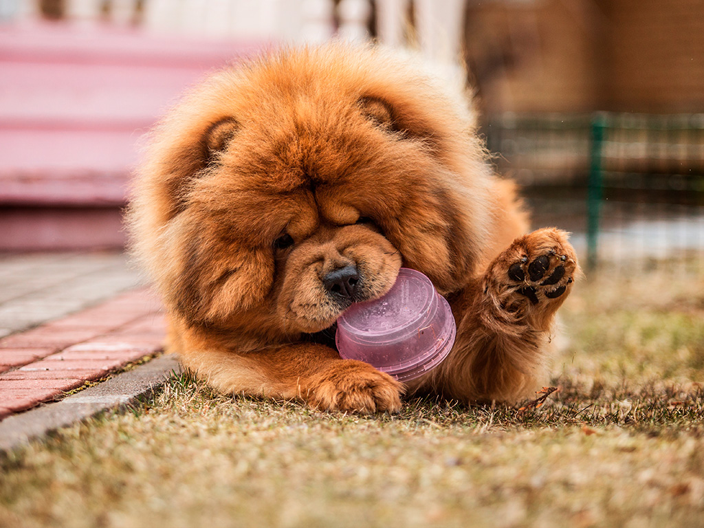 cachorro-chow-chow-2