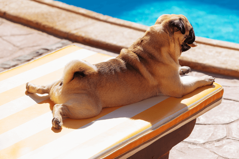 cachorro na piscina pug