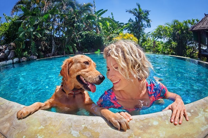 Cachorro na piscina com dona golden retriever