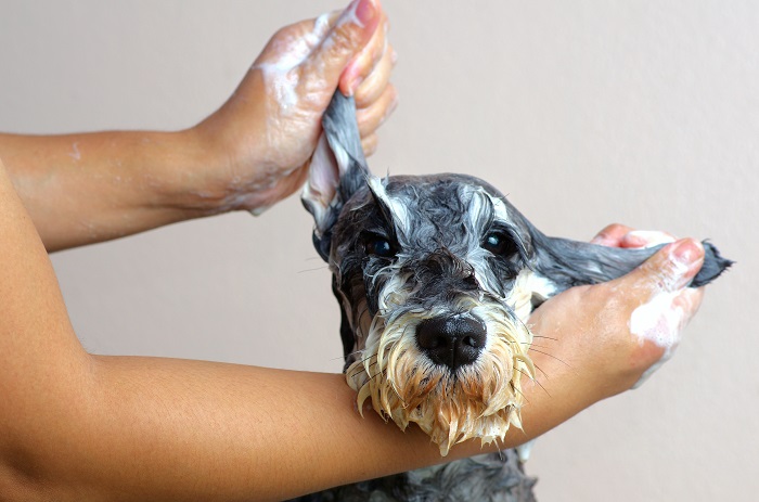 cachorro tomando banho Schnauzer