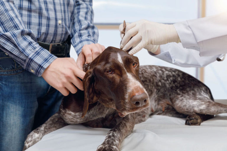 veterinário mostrando como tirar carrapato de cachorro da raça braco francês