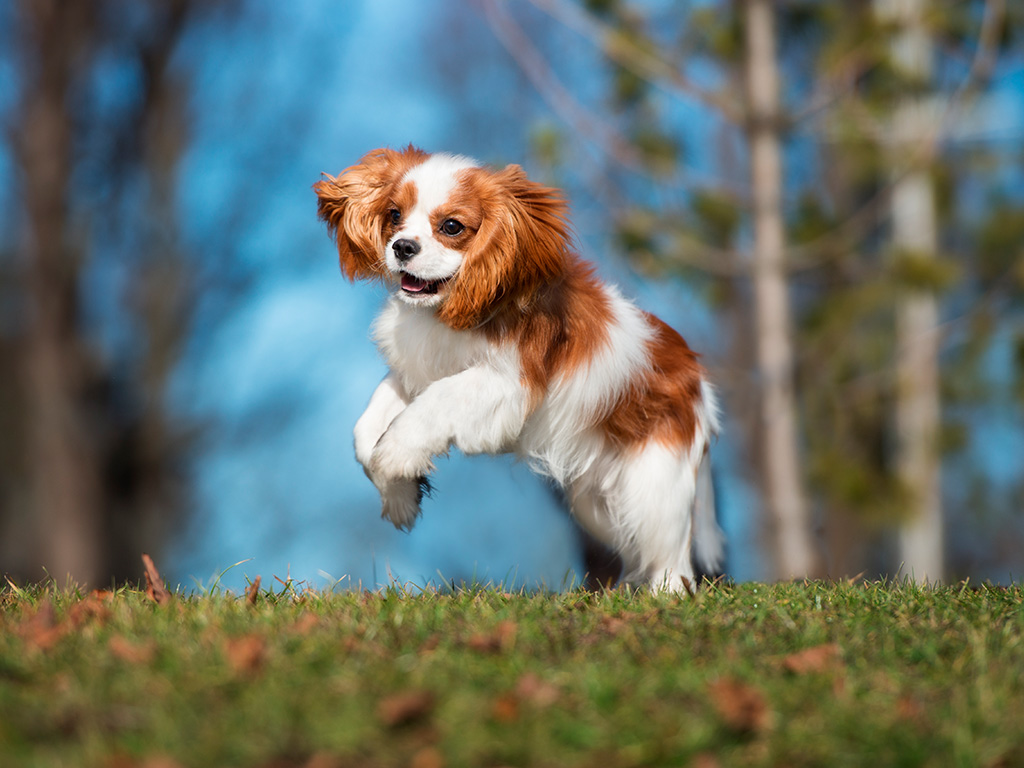 raças de cachorro pequeno Cavalier King Charles Spaniel