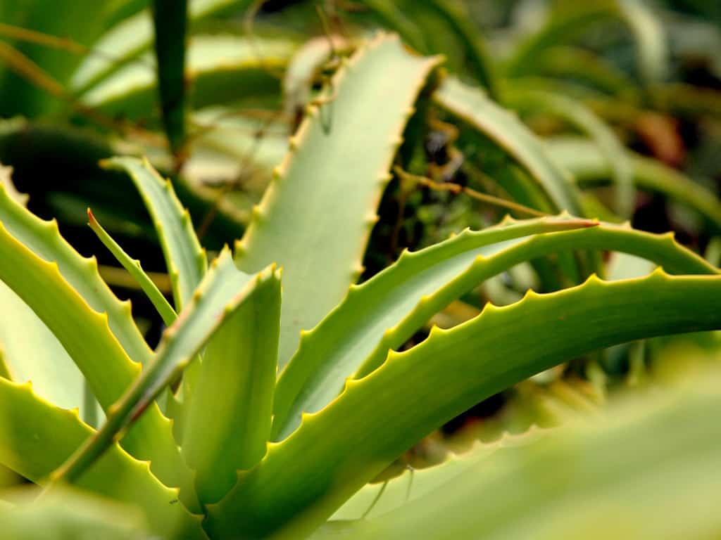 Plantas tóxicas para cães: Babosa