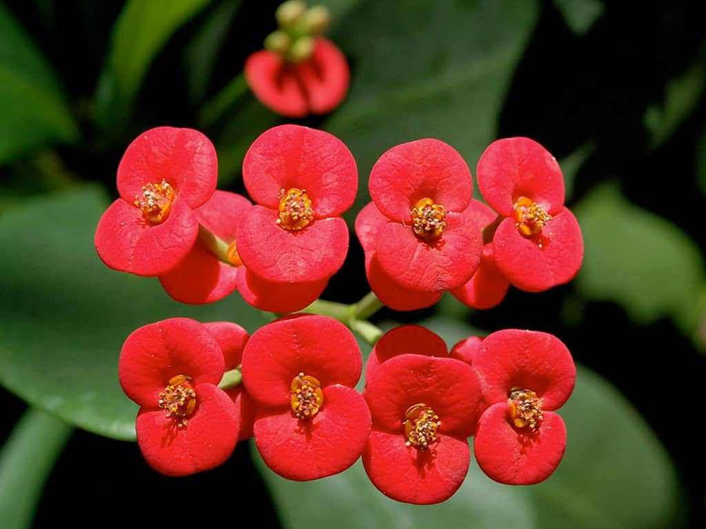 Plantas tóxicas para cães: Coroa de cristo