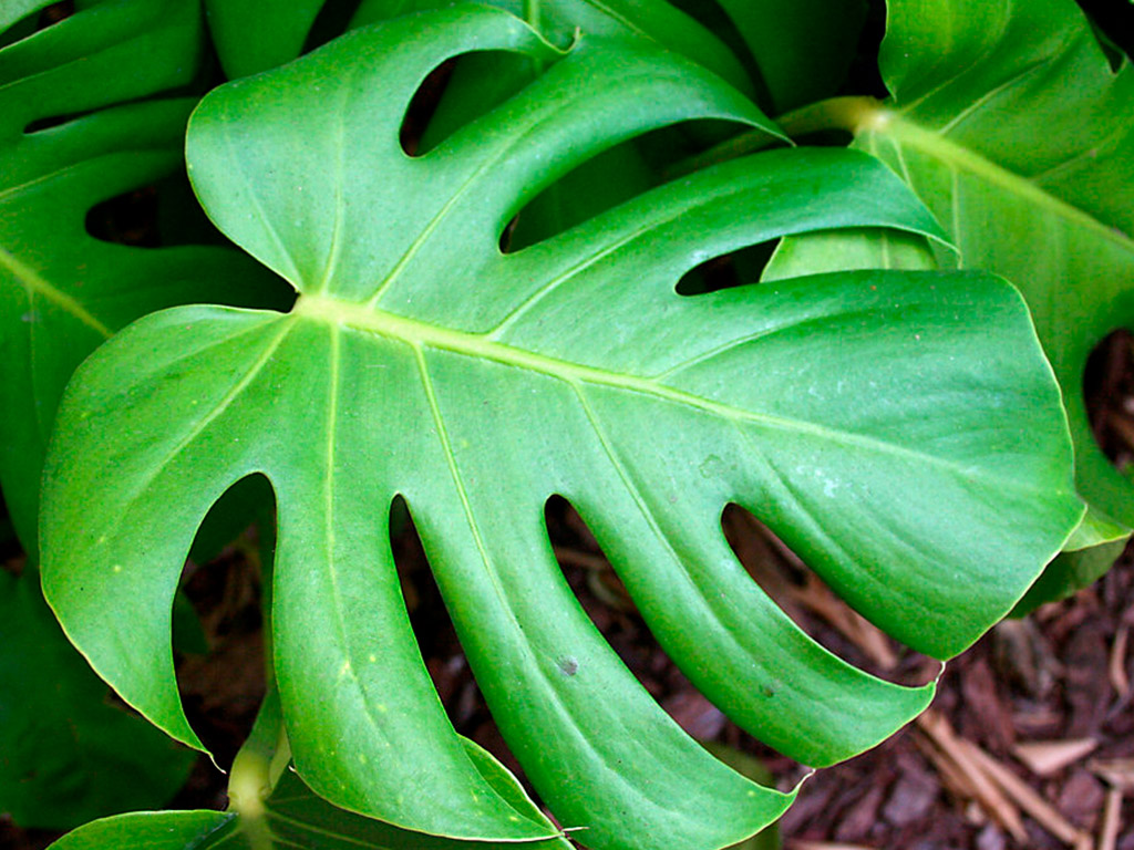 Plantas tóxicas para cães: Costela de adão