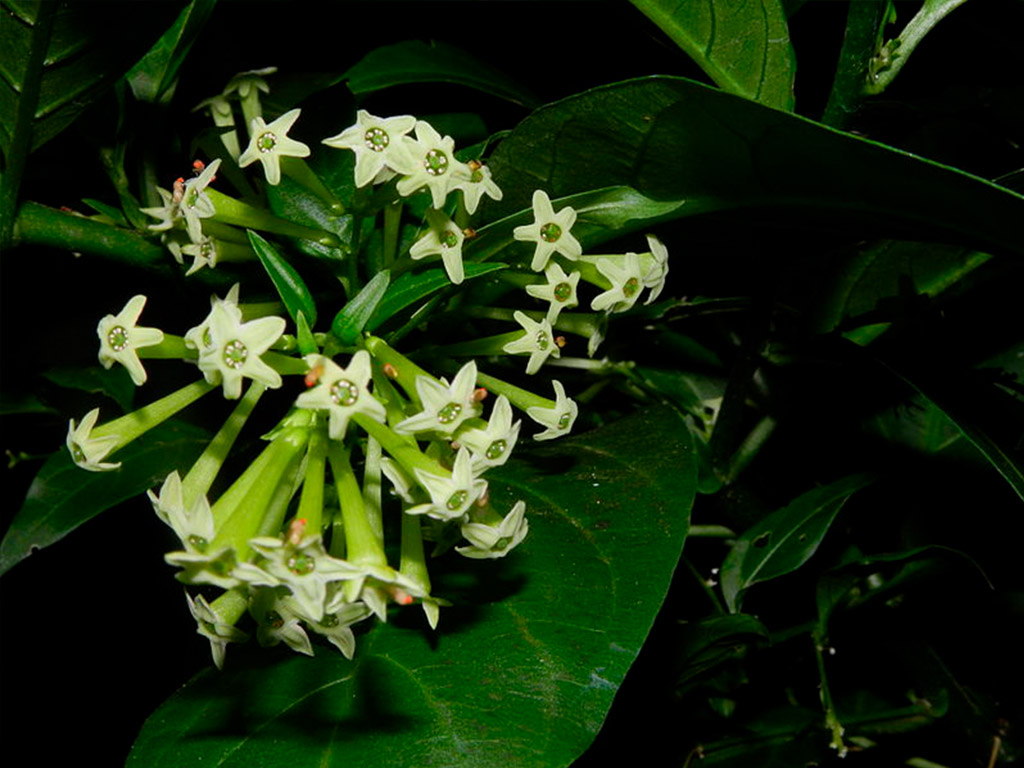 Plantas tóxicas para cães: Dama da noite